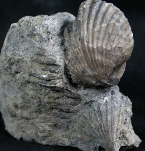 Platystrophia Brachiopod Fossil From Kentucky #6631